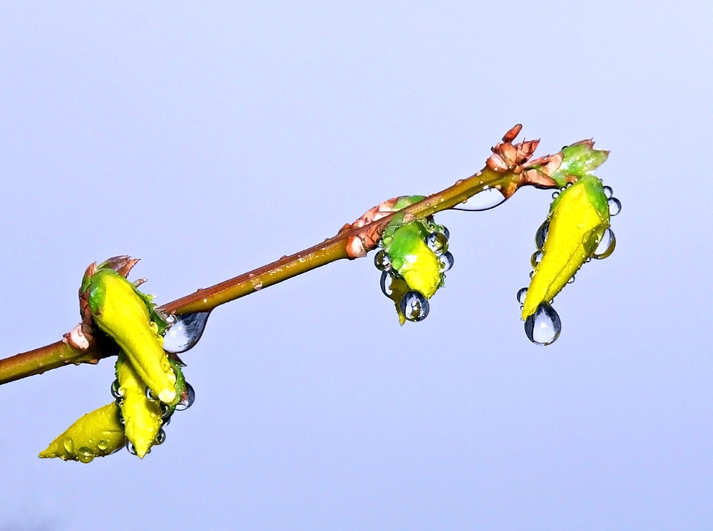 Frühling VI