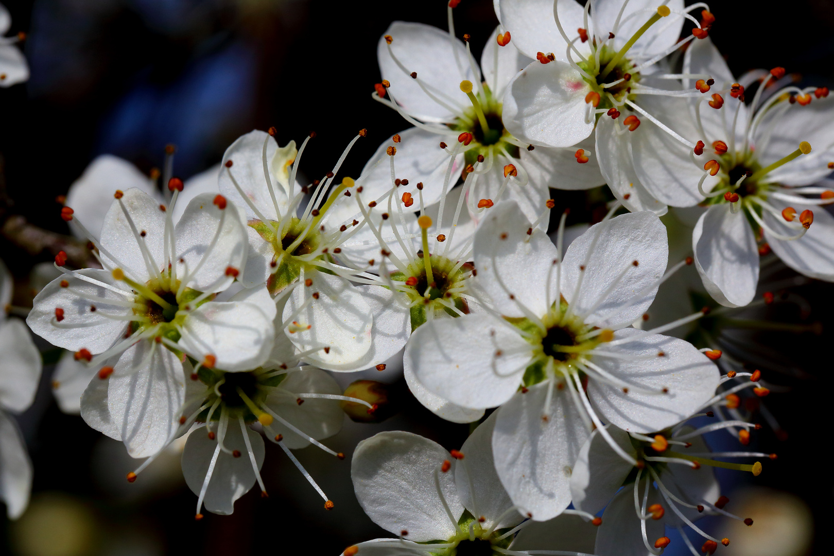 Frühling (VII)