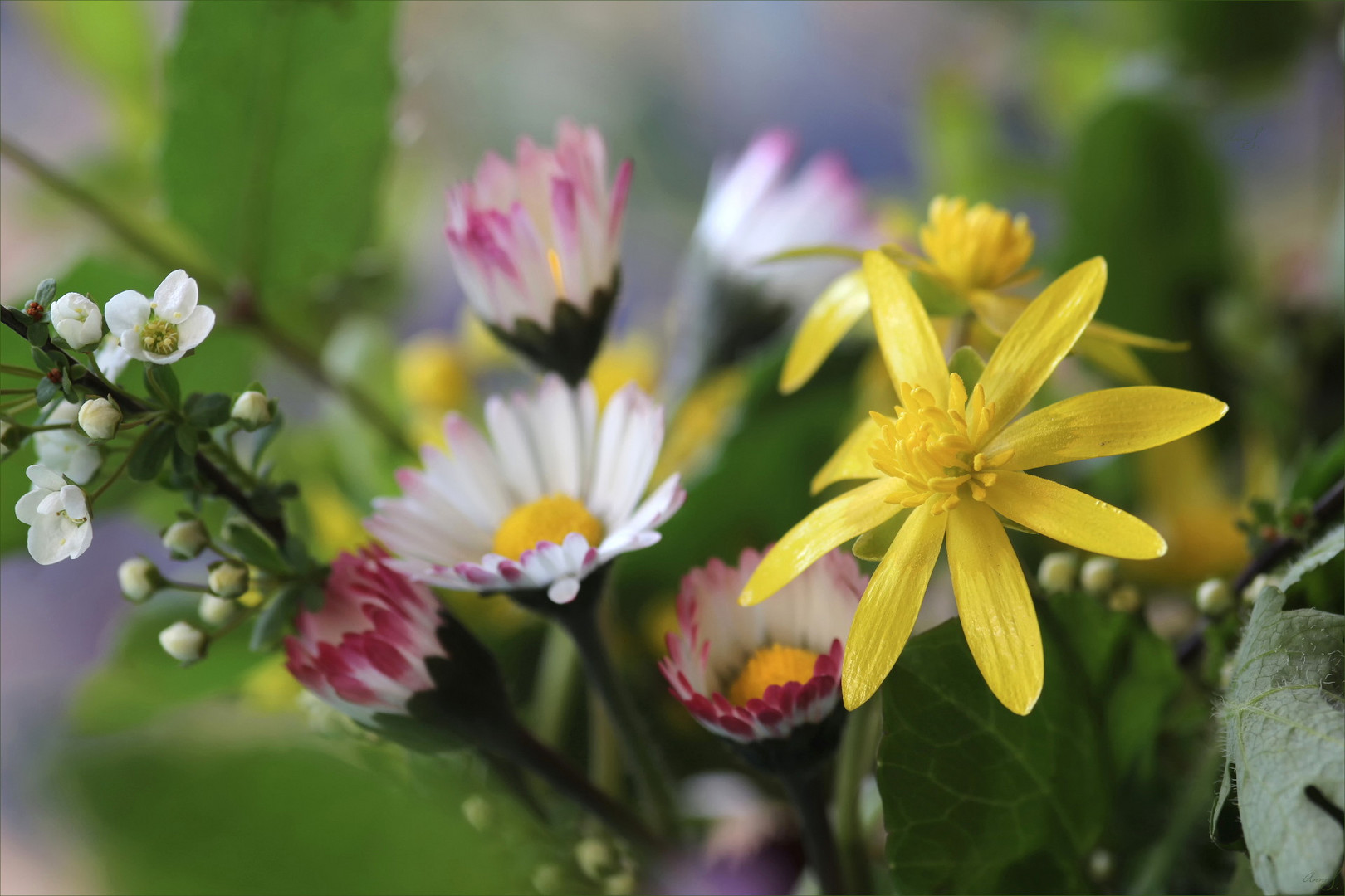 Frühling von der Wiese