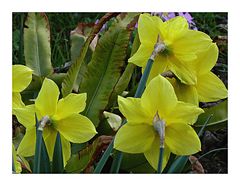 Frühling von hinten