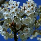 Frühling von seiner schönsten Seite