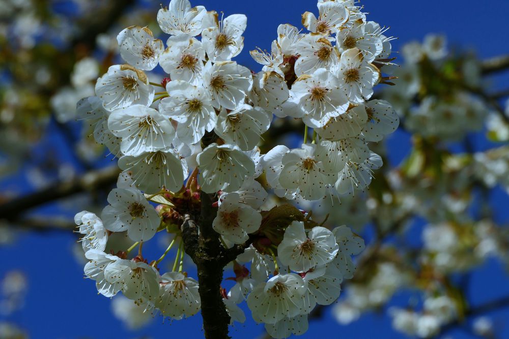 Frühling von seiner schönsten Seite