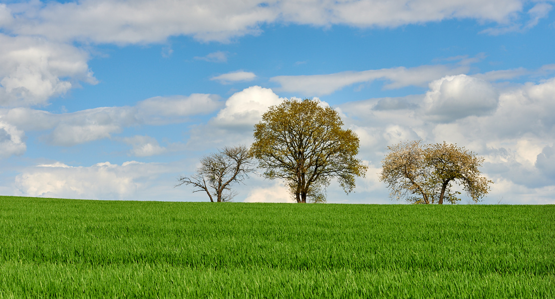 Frühling von seiner schönsten Seite, das Gelände geht links Bergauf, nicht, dass einer denkt...