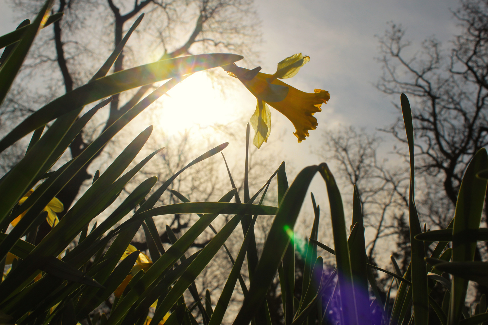 Frühling von unten