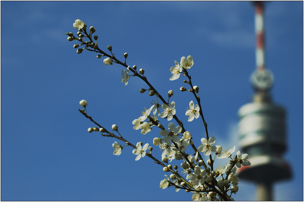 ... Frühling vor dem Donauturm ...