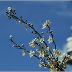 ... Frühling vor dem Donauturm ...