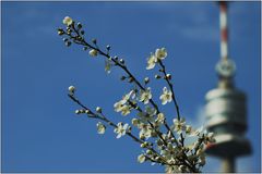 ... Frühling vor dem Donauturm ...