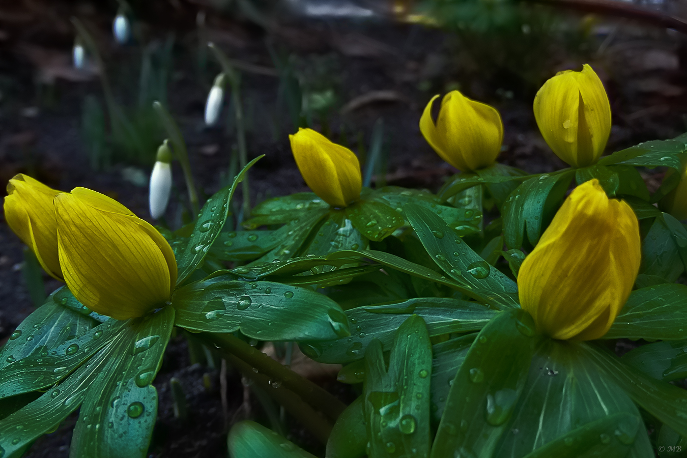 Frühling vor der Haustür