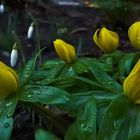 Frühling vor der Haustür