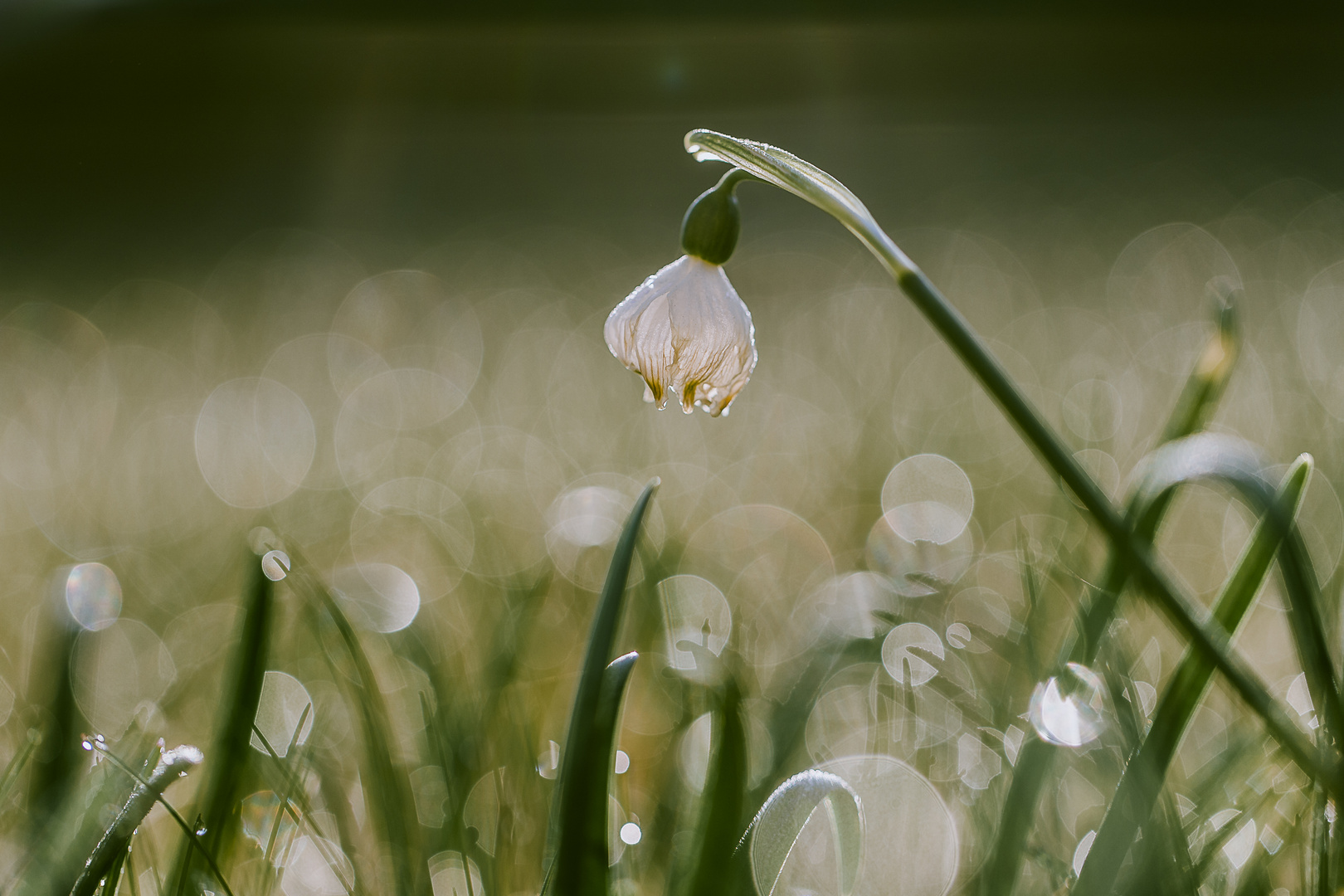 Frühling vor der Haustür