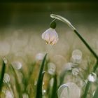 Frühling vor der Haustür