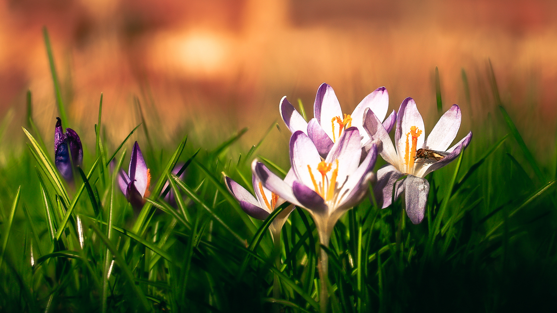 Frühling vor der Tür