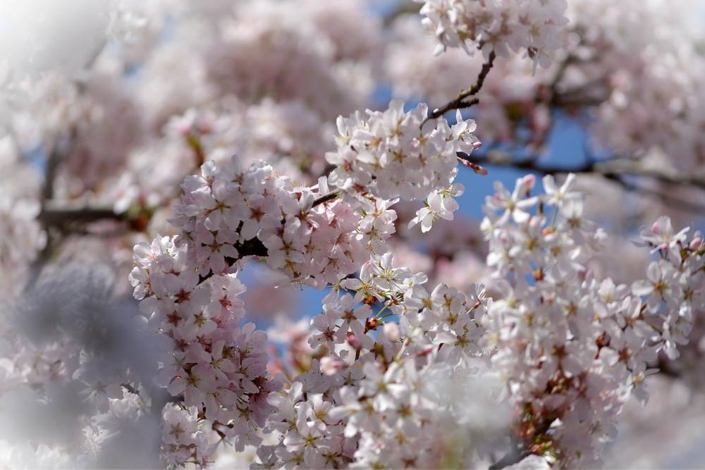 ~ Frühling vor meinem Bürofenster ~