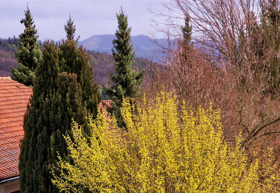 Frühling vor meinem Fenster