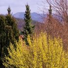 Frühling vor meinem Fenster