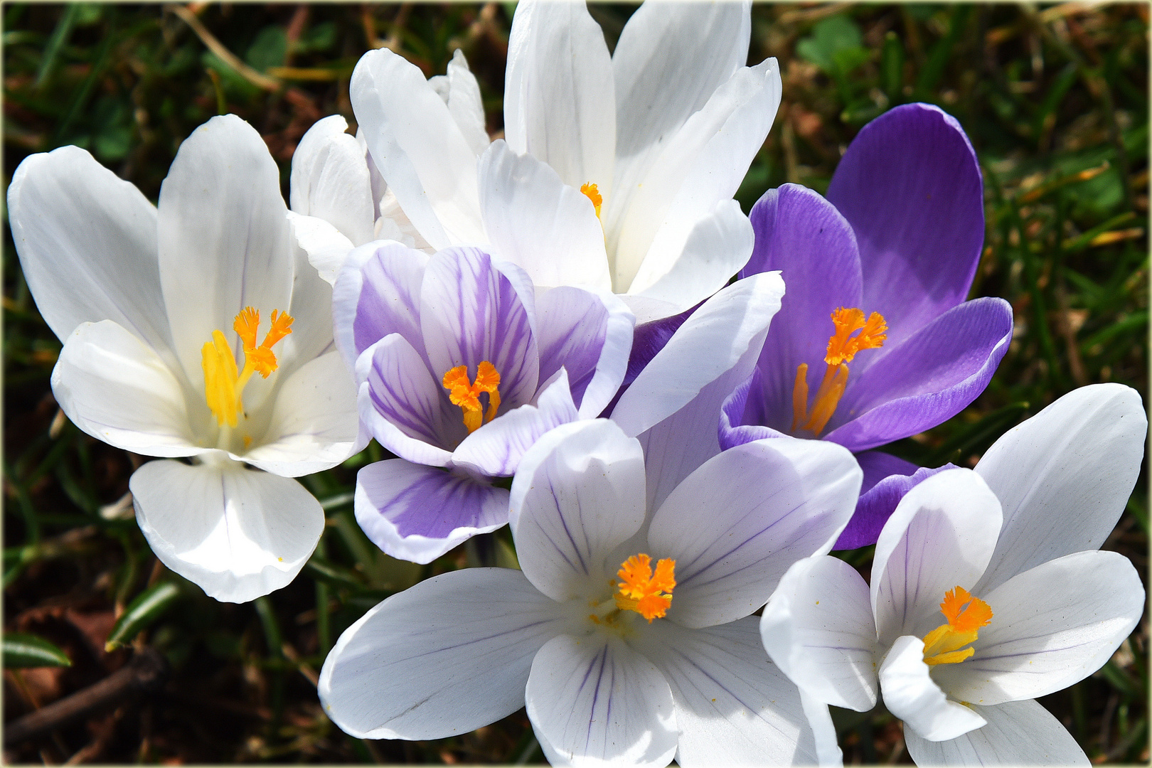 Frühling vor Ort