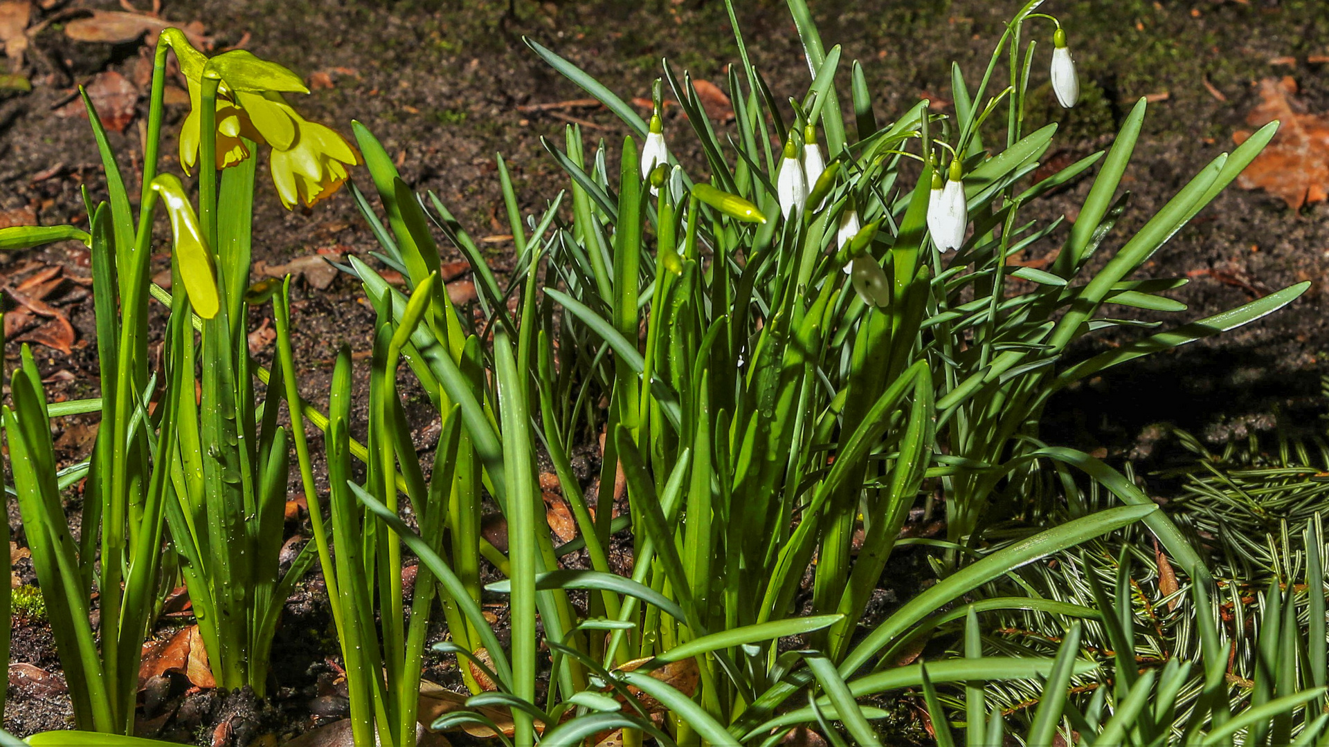 Frühling  /  Vorboten