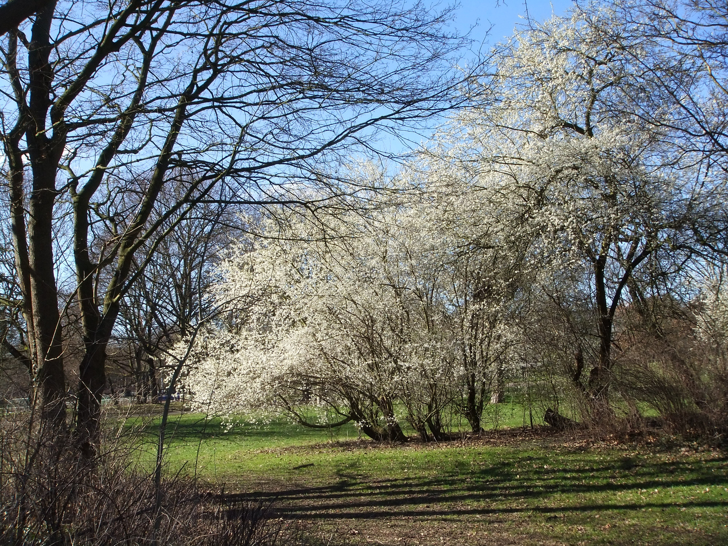 Frühling (Vorgebigspark, Köln Zollstock)