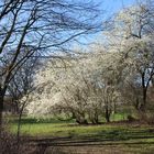 Frühling (Vorgebigspark, Köln Zollstock)