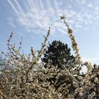 Frühling vorm Balkon