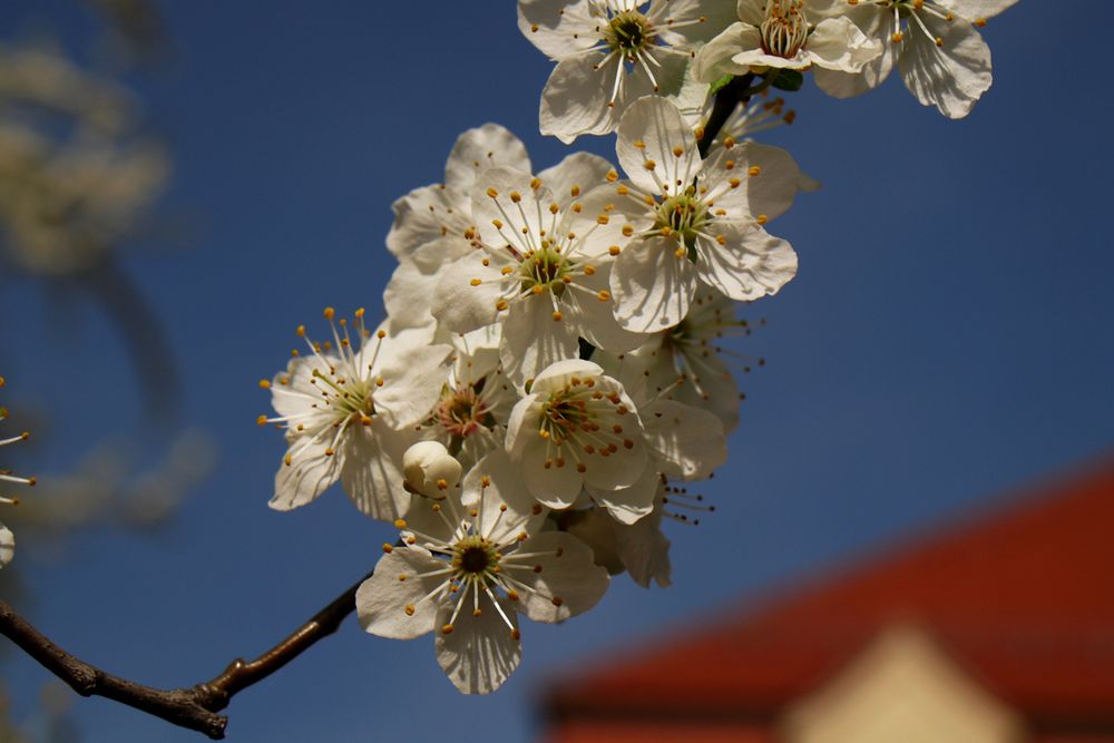 Frühling vorm Haus