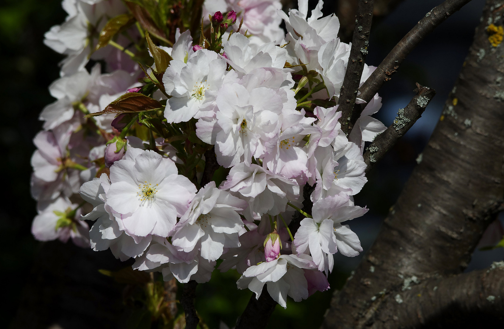 Frühling vorm Haus bei meinem Nachbarn