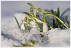 Frühling vs. Winter