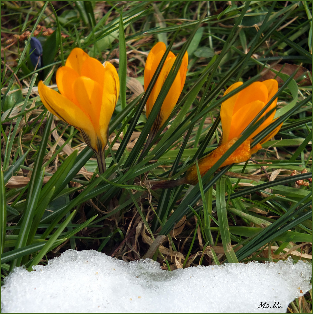 Frühling vs. Winter