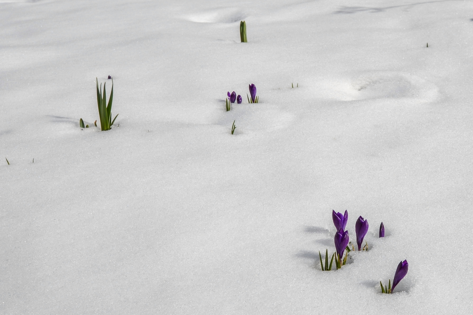 Frühling  vs. Winter