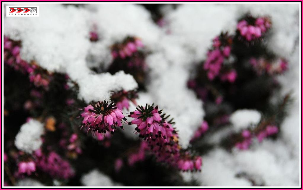 Frühling vs. Winter