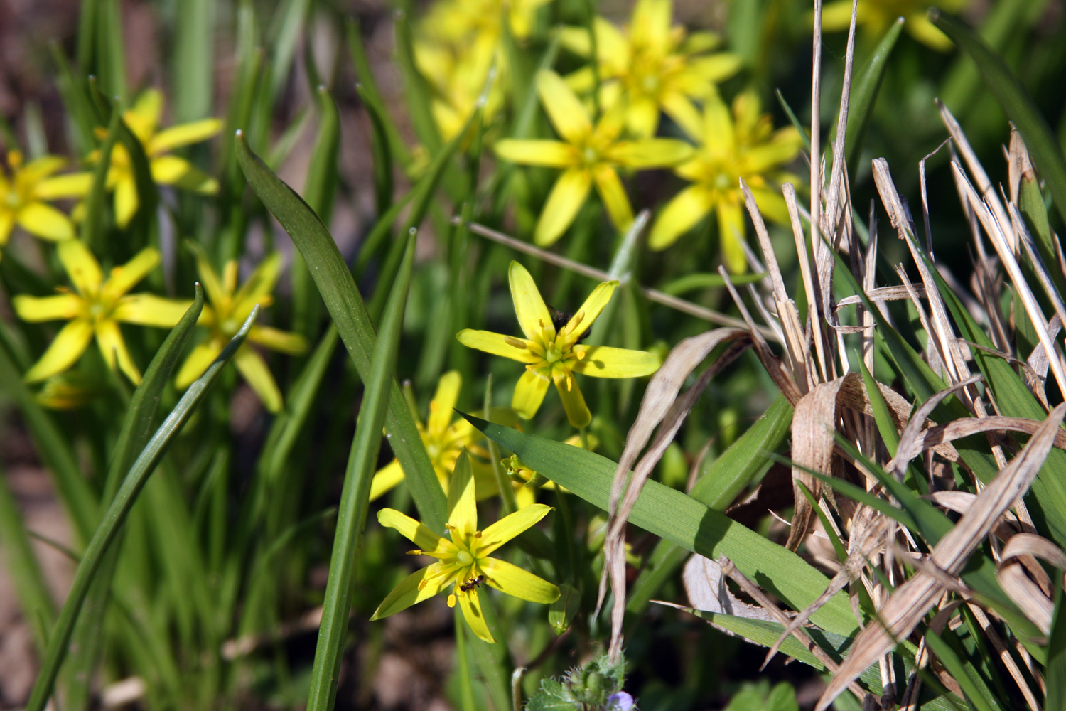 Frühling " Wald-Gelbstern "