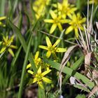 Frühling " Wald-Gelbstern "