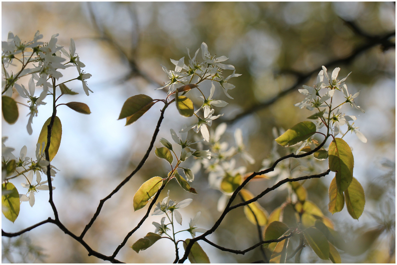 Frühling - wann kommst du....