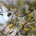 Frühling - wann kommst du....