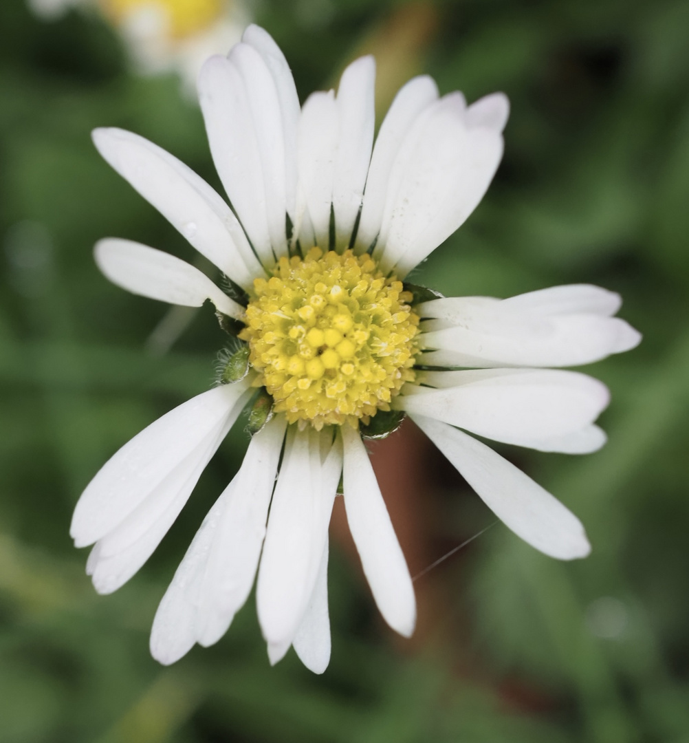 Frühling, wann kommst Du ?