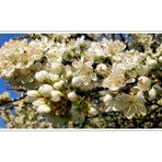 Frühling, wann kommst du endlich?