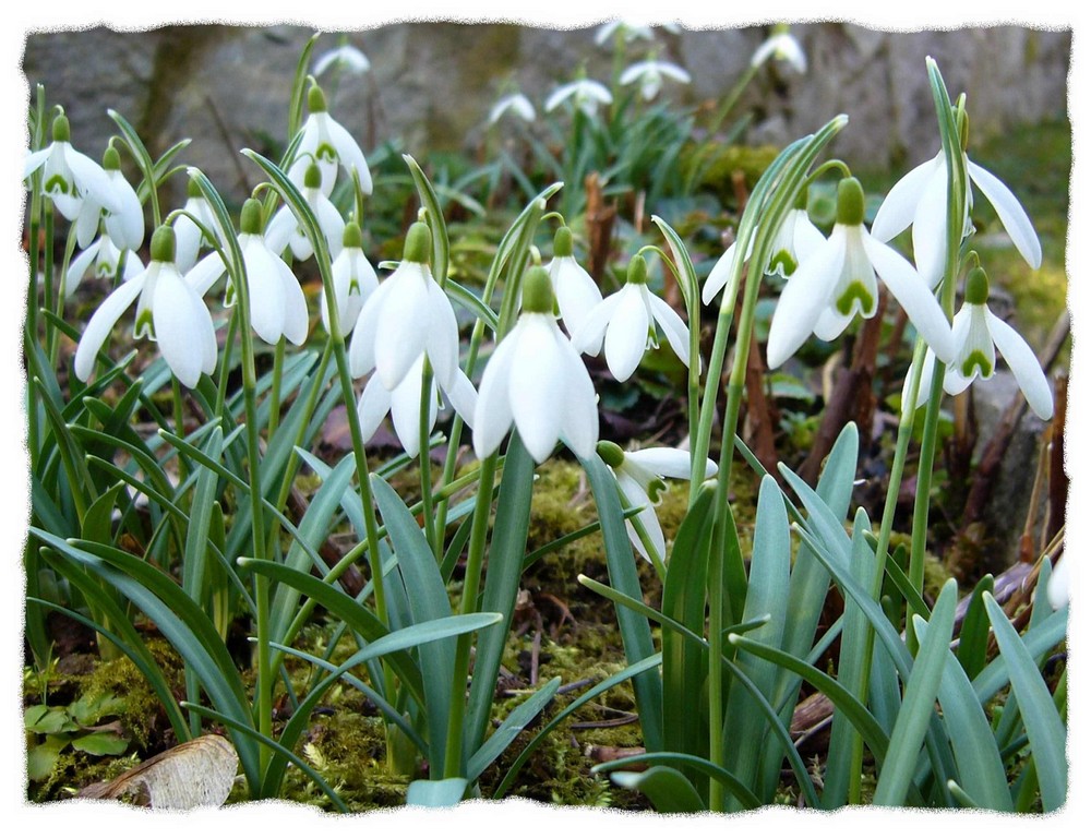 Frühling - wann kommst du wieder zurück?