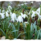 Frühling - wann kommst du wieder zurück?