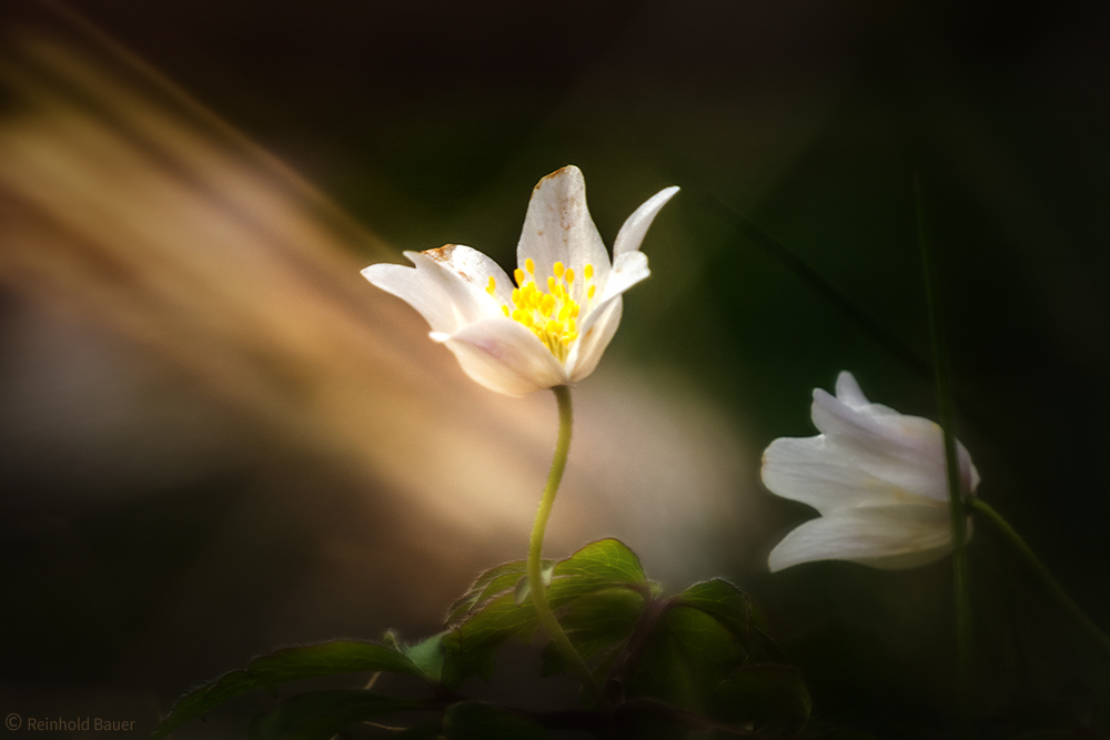 Frühling war gestern