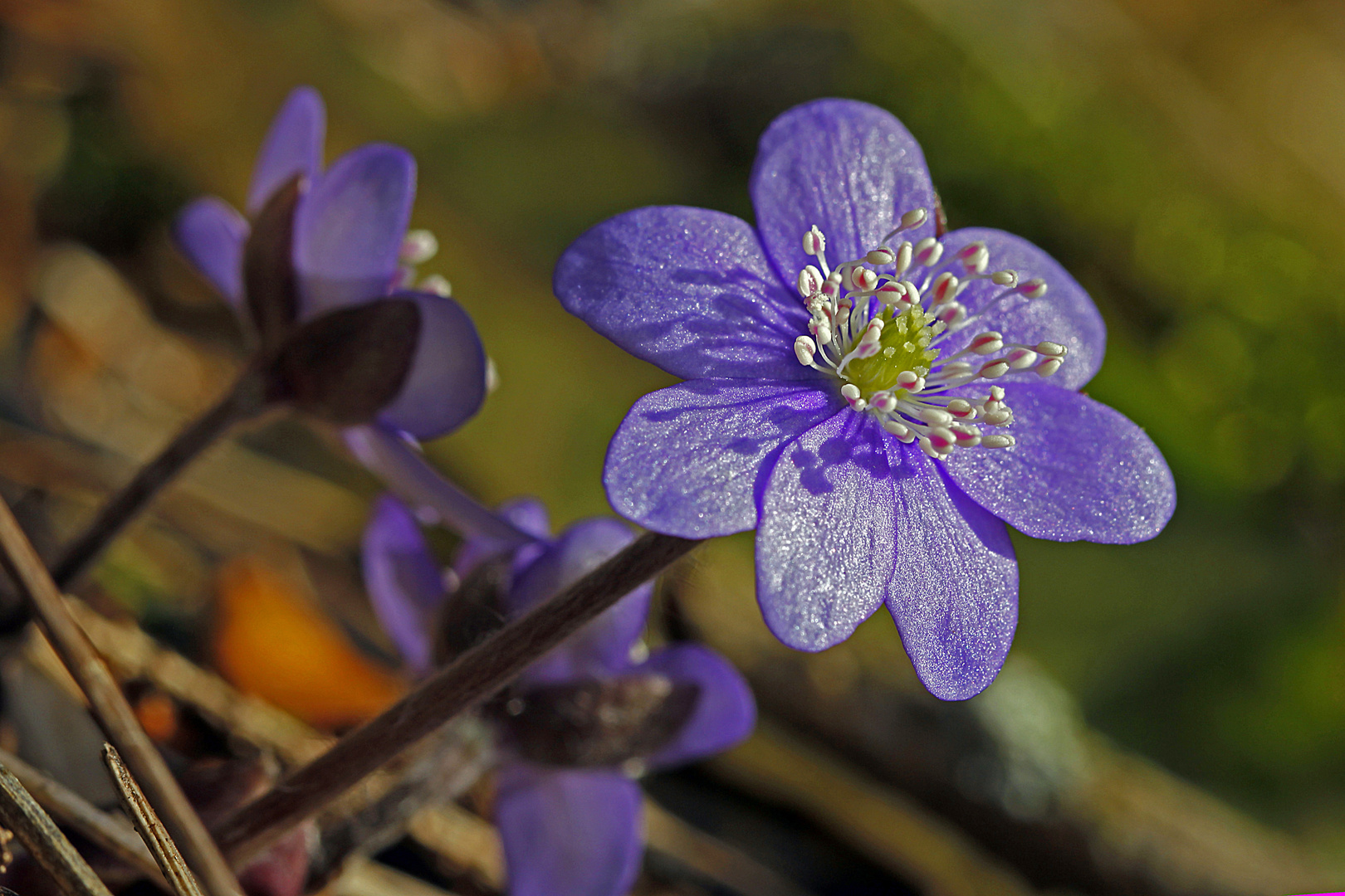 Frühling war hier schon im Februar