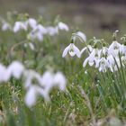 Frühling was für ein Glück