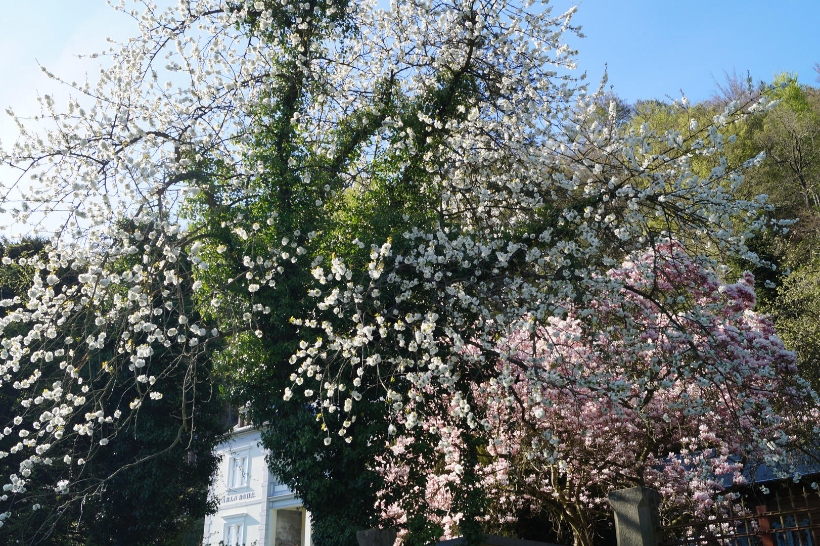 Frühling Wehlen, 20.04.2015