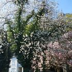 Frühling Wehlen, 20.04.2015