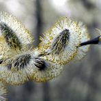 Frühling - Weidenkätzchen