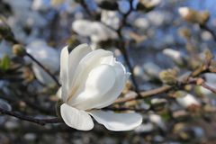 Frühling (weiss)