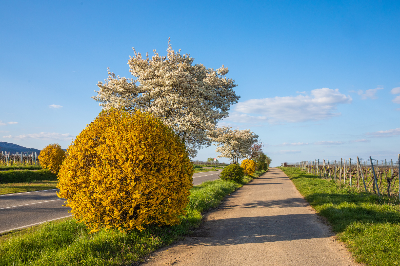 Frühling weiss gelb