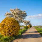 Frühling weiss gelb