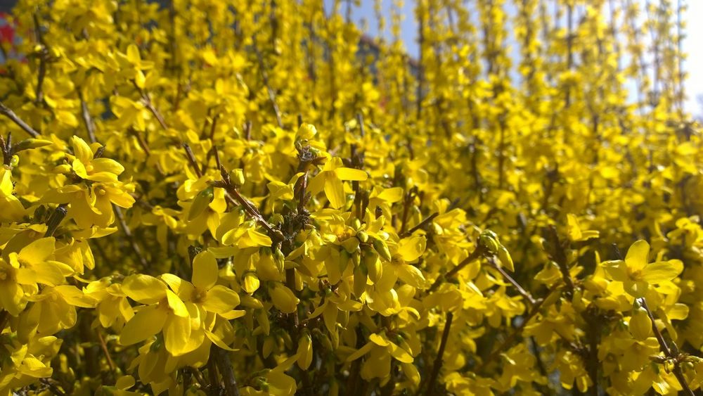 Frühling - welche Pracht