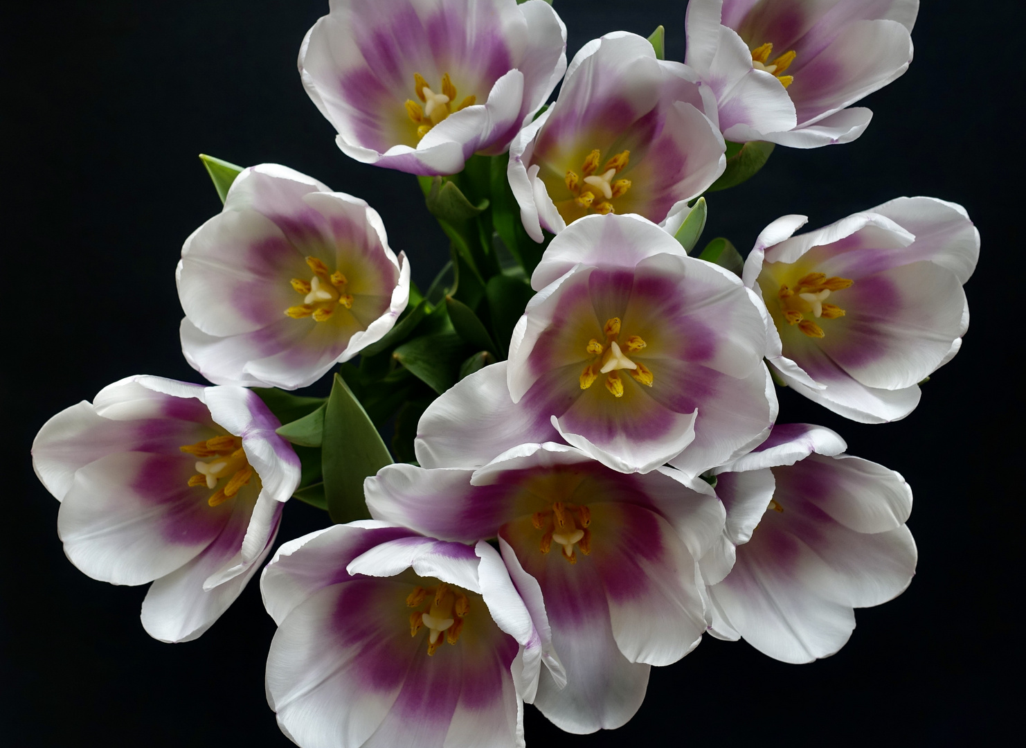 Frühling - wenigstens schon in der Vase....