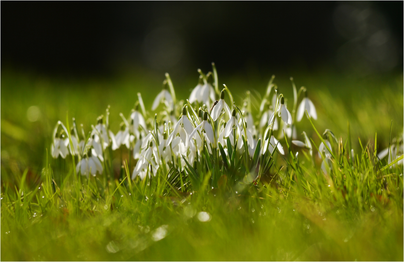 Frühling, wie bist Du so schön...